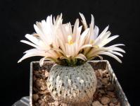 Thumbnail of 1758_Turbinicarpus pseudopectinatus Galeana_20160410_01(1).JPG